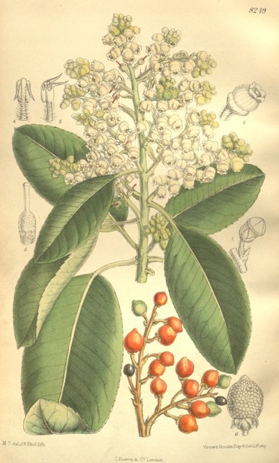 Arbutus menziesii de J.N. Fitch